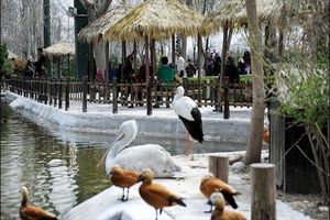 رشد 100 درصدی بازدید از باغ پرندگان در نوروز 1401