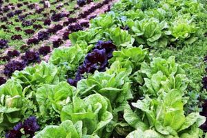 کشت 90 هکتاری کاهو و کلم در گلوگاه