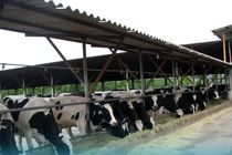 ۵۰۰ راس دام سنگین از قزوین به عراق صادر شد