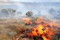 حریق، ۲۰ هکتار از مراتع باجگیران را بکام خود کشید