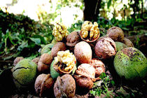 تولید 178 تنی گردو در بابل