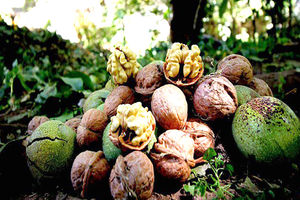 تولید 178 تنی گردو در بابل