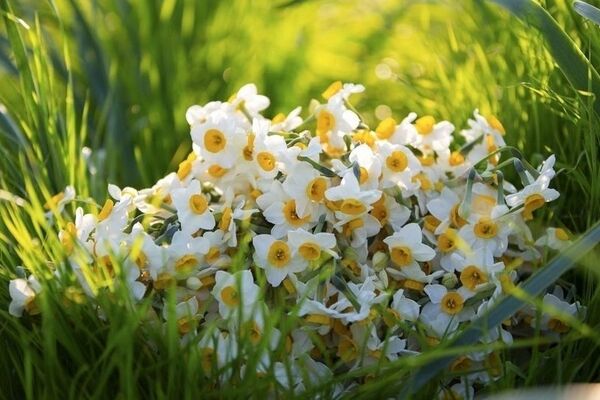 برگزاری هفتمین جشنواره گل نرگس شهرستان خفر