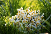 نرگس های بهبهان راهی عتبات عالیات شدند