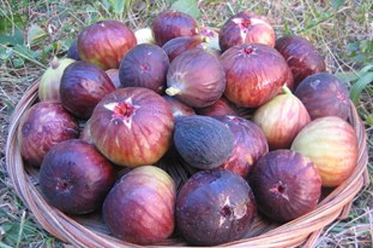 انجیر