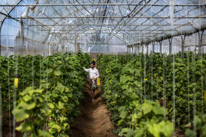 توسعه گلخانه‌ها باعث ارتقاء بهره‌وری آب، ایجاد اشتغال و تولید پایدار می‌شود