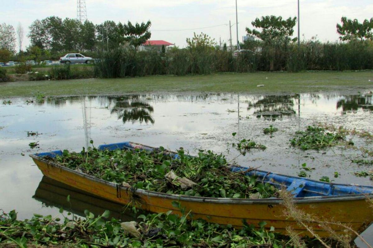 مقابله با گیاه سنبل آبی در آبگیر سفیر امید آستارا