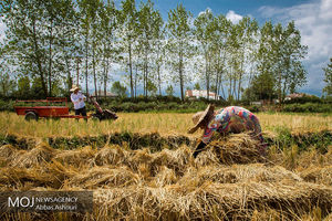 کرمانشاه ؛پایلوت بیمه نوین کشاورزی می شود