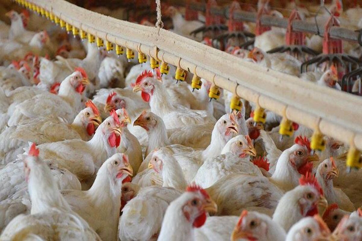  بیماری آنگارا 