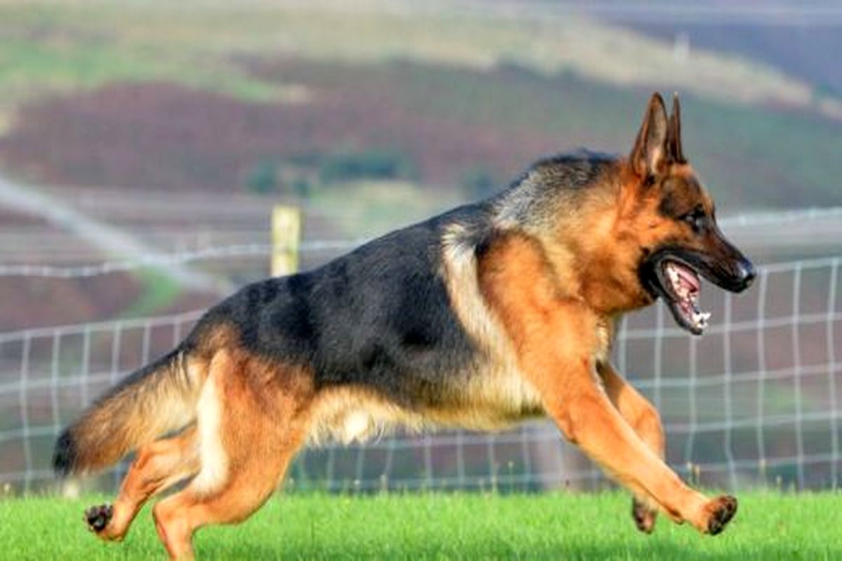 اصفهان- محیط زیست