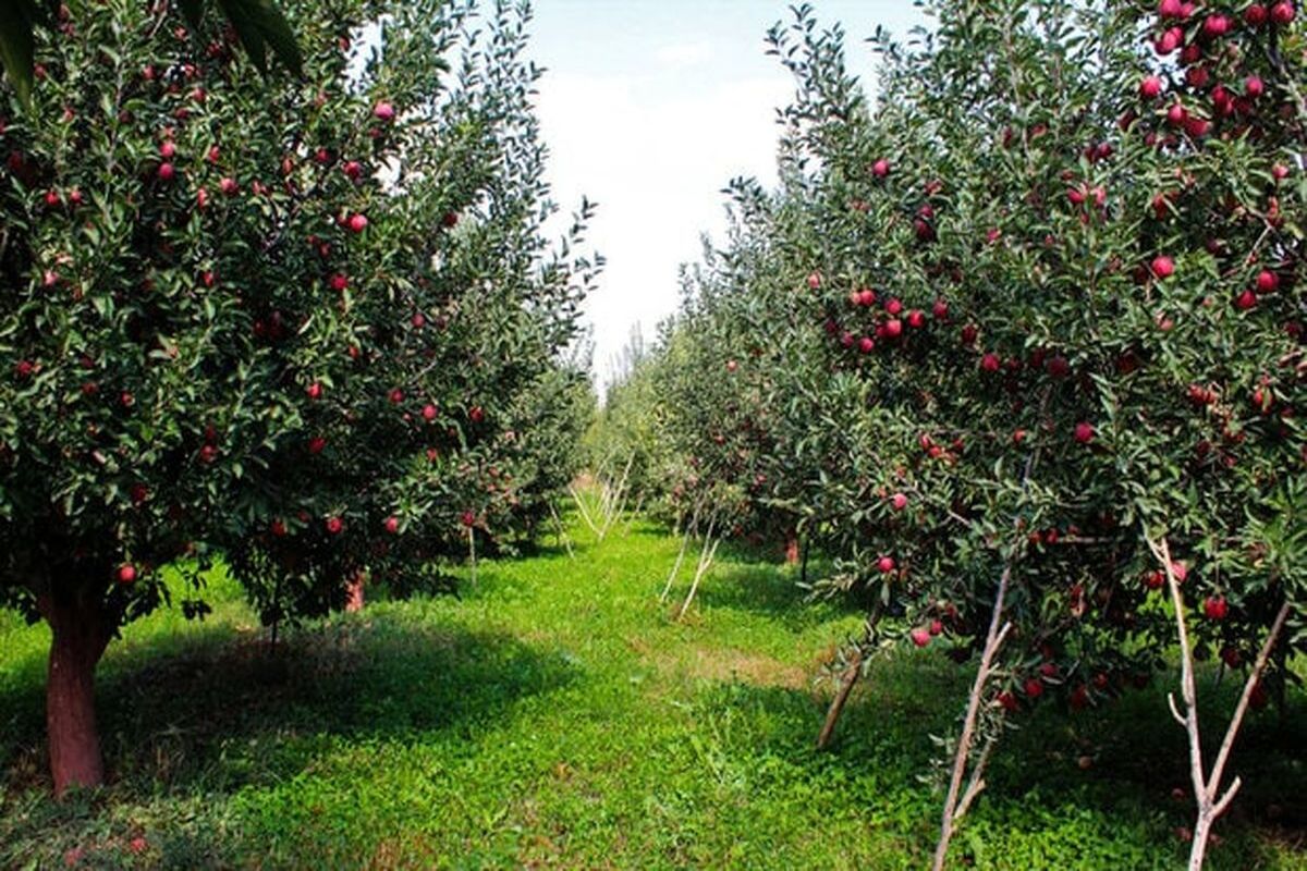 باغات‌ شناسنامه دار