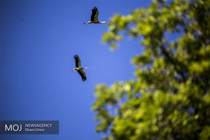 لک لک‌ها میهمانان بهاری «دشت بیلو» در مریوان
