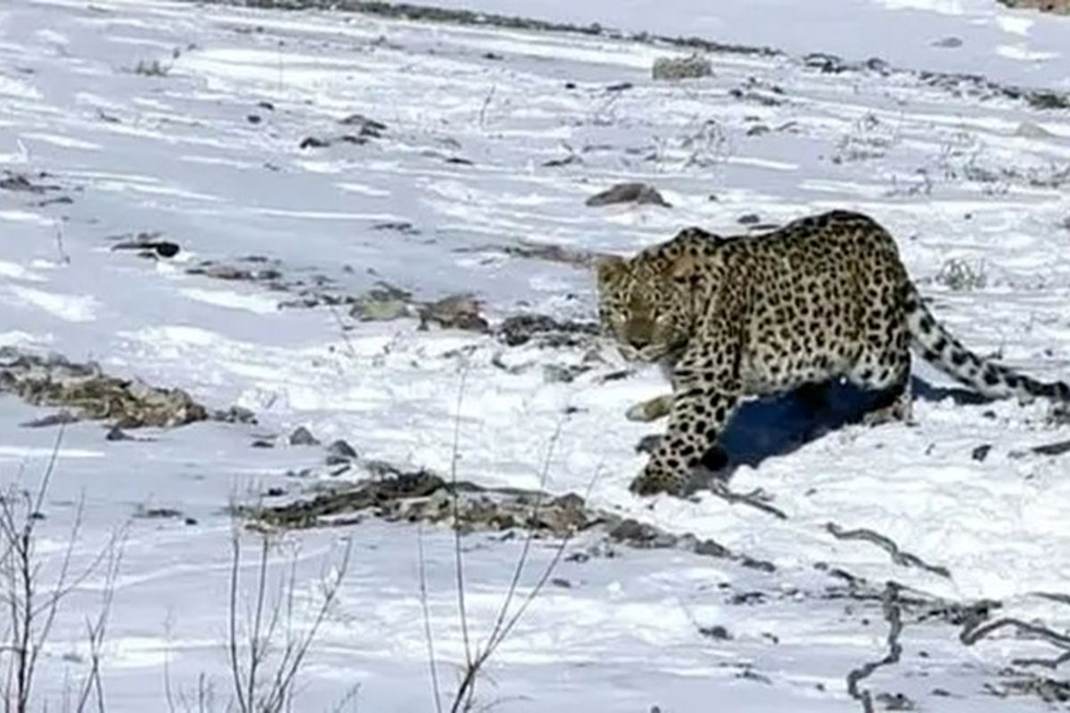 راهپیمایی دو قلاده پلنگ ایرانی در میان برف + فیلم