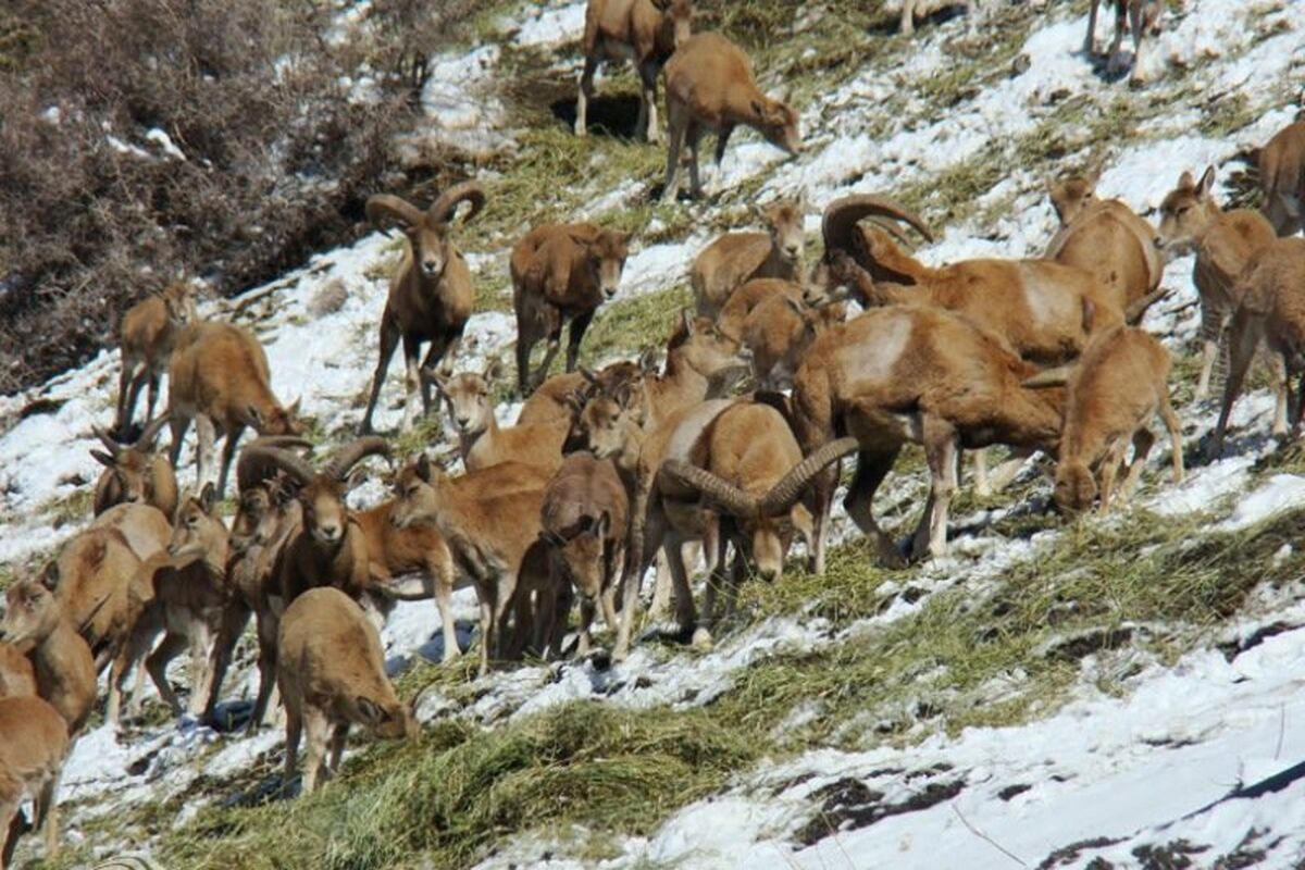 منطقه حفاظت شده اردبیل
