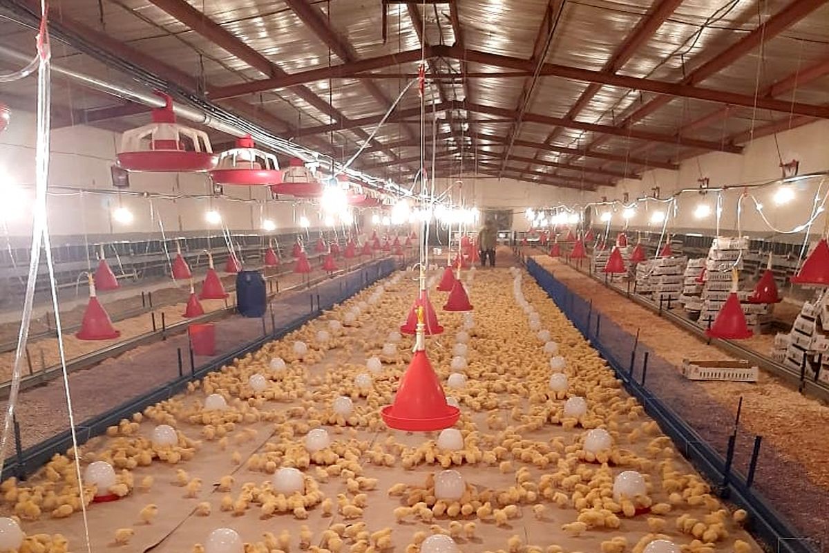 تولید مرغ گوشتی