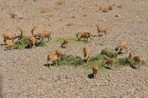دو تُن علوفه نذر وحوش پناهگاه کلاه قاضی اصفهان شد