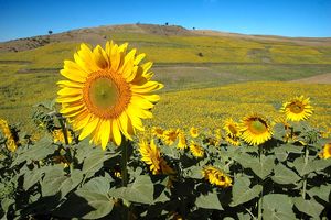 سایه کوه اورین بر سر شهر آفتابگردان‌ها