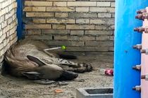 عملیات نجات موفقیت آمیز یک کفتار راه راه در میناب