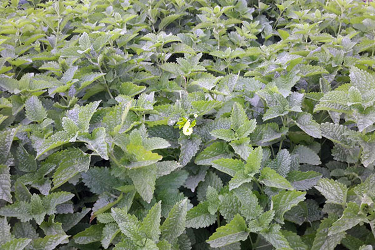 گیاهان دارویی