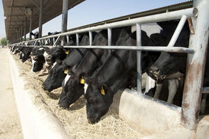 واگذاری ۱۸ گاوداری به مددجویان کمیته امداد میناب