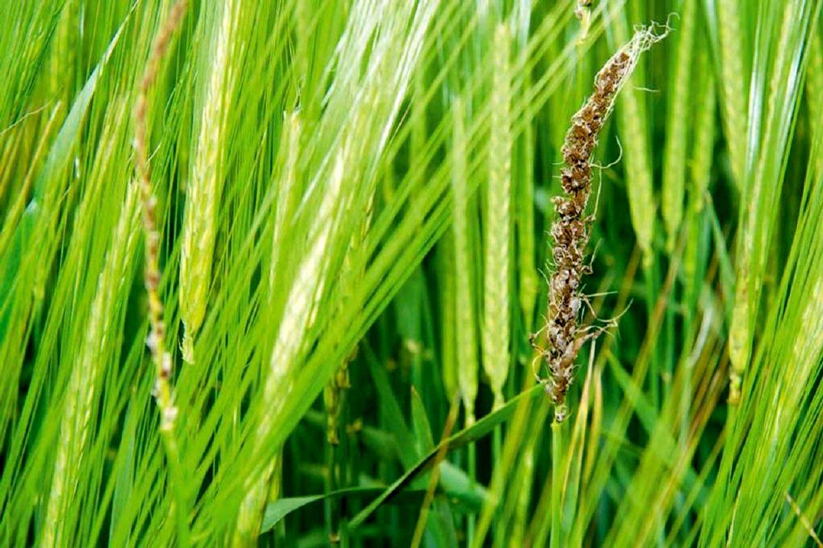 مزارع گندم و جو