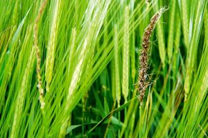 آغاز مبارزه با بیماری های مزارع گندم و جو در 977 هکتار در استان اصفهان