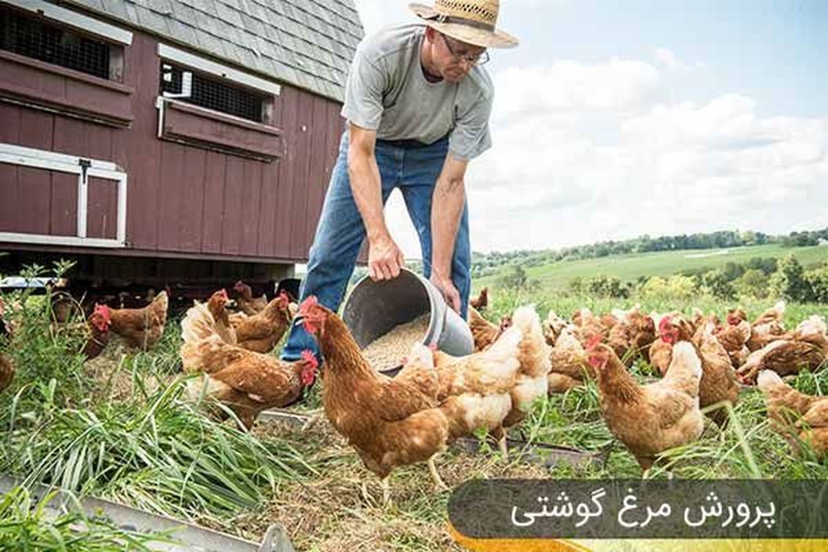 پرورش مرغ گوشتی