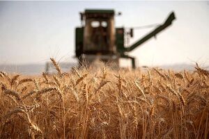 ۲۰ درصد گندم کشور در خوزستان تولید می شود