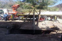 جابجایی 300 اصله درخت به روش روت‌باکس در قم