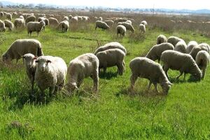 دامداران اردبیل نسبت به تمدید پروانه چرای دام اقدام کنند