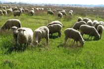 دامداران اردبیل نسبت به تمدید پروانه چرای دام اقدام کنند