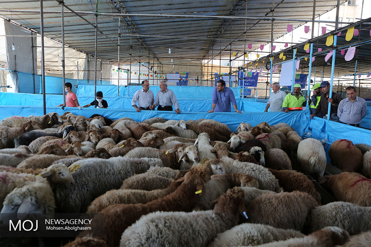 بازار عرضه بهداشتی دام در تهران
