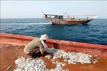 38 درصد از آبزیان کشور در هرمزگان صید می شود