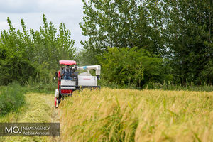 205 هزار هکتار از شالیزارهای مازندران مکانیزه برداشت شد