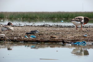 مشکل تالاب شادگان رقم های مصوب شده ای است که محقق نشدند