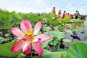 وجود ۴۵ درصد از گونه‌های پرندگان ایران در تالاب انزلی