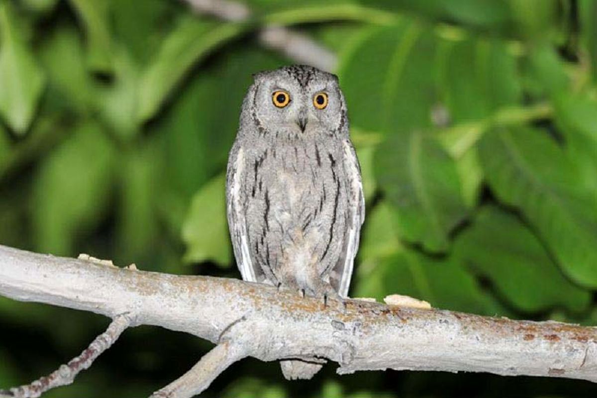 مرغ حق جنوبی