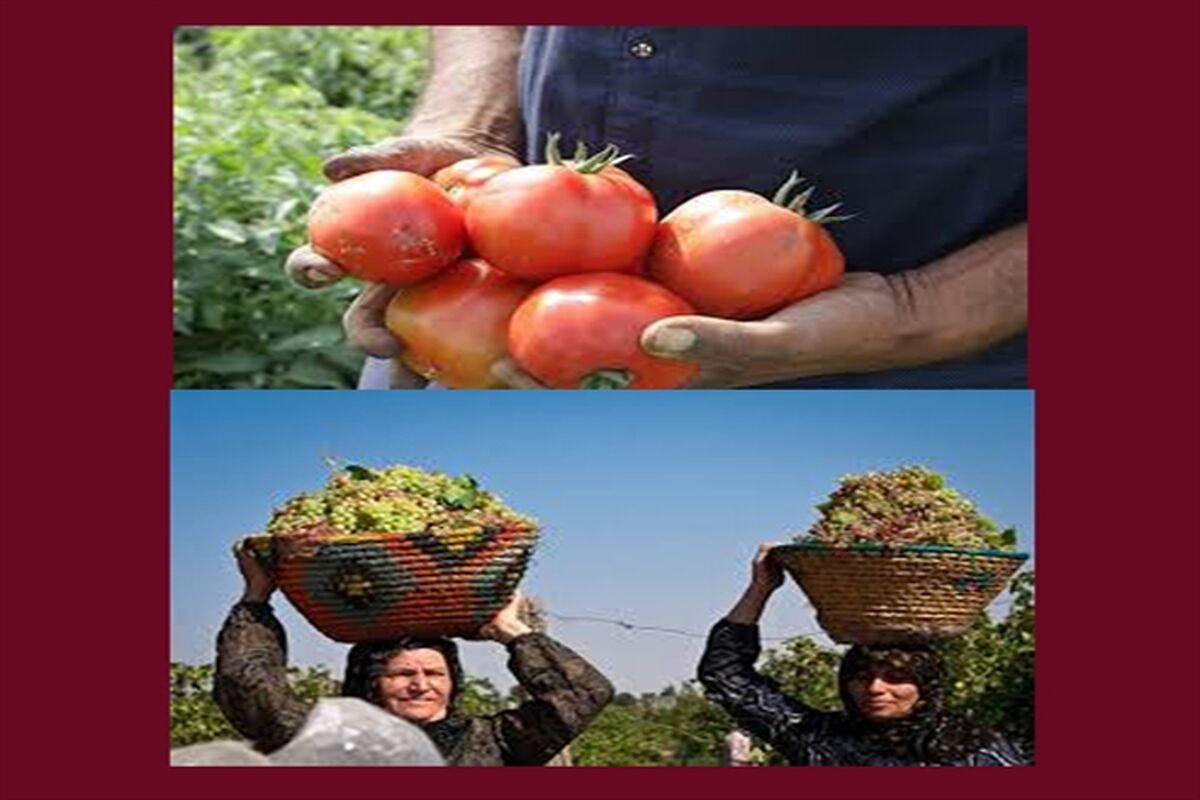 بانک کشاورزی