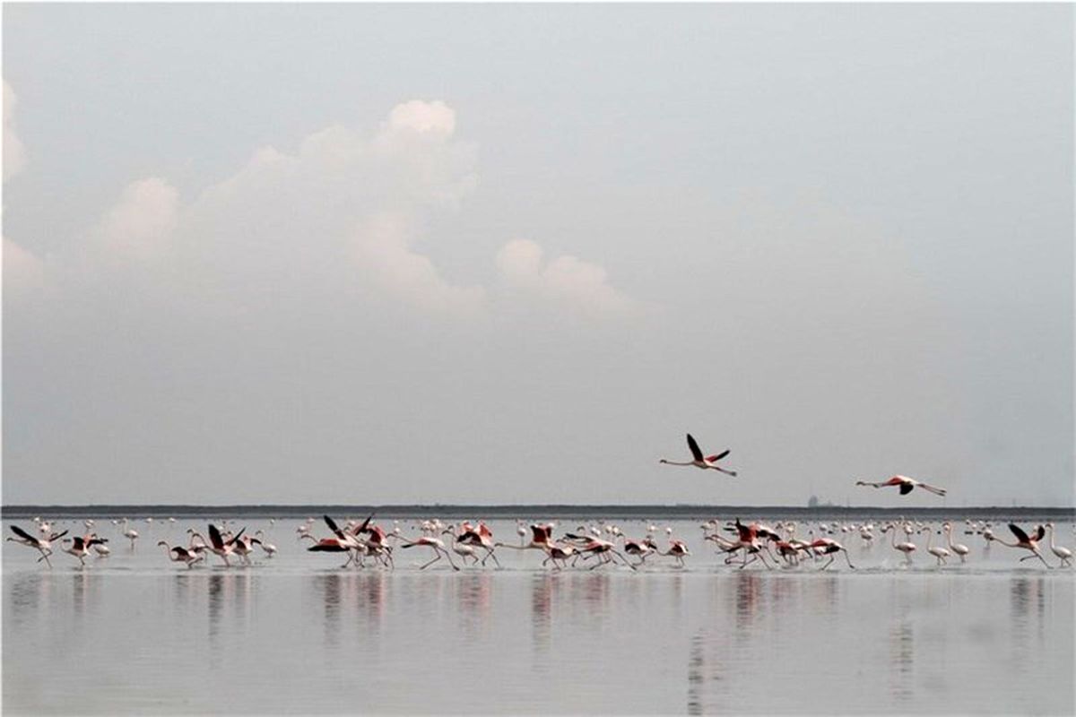 پرورش ماهیان بومی در تالاب‎های گلستان