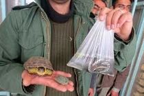 فروش مار و لاکپشت نوروزی در چهارمحال و بختیاری