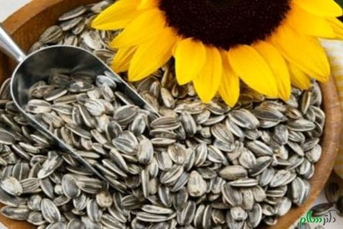 اصفهان- تخمه آفتابگردان قاچاق