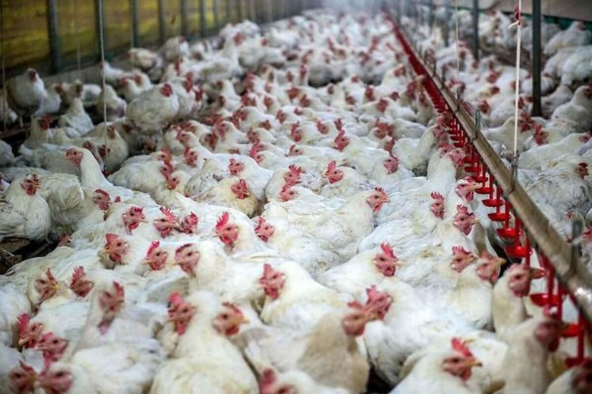 مرغداری گوشتی