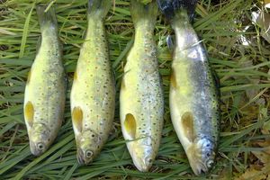 ماهی با تخفیف ۳۵ درصدی در نمایشگاه‌های بهاره عرضه می شود