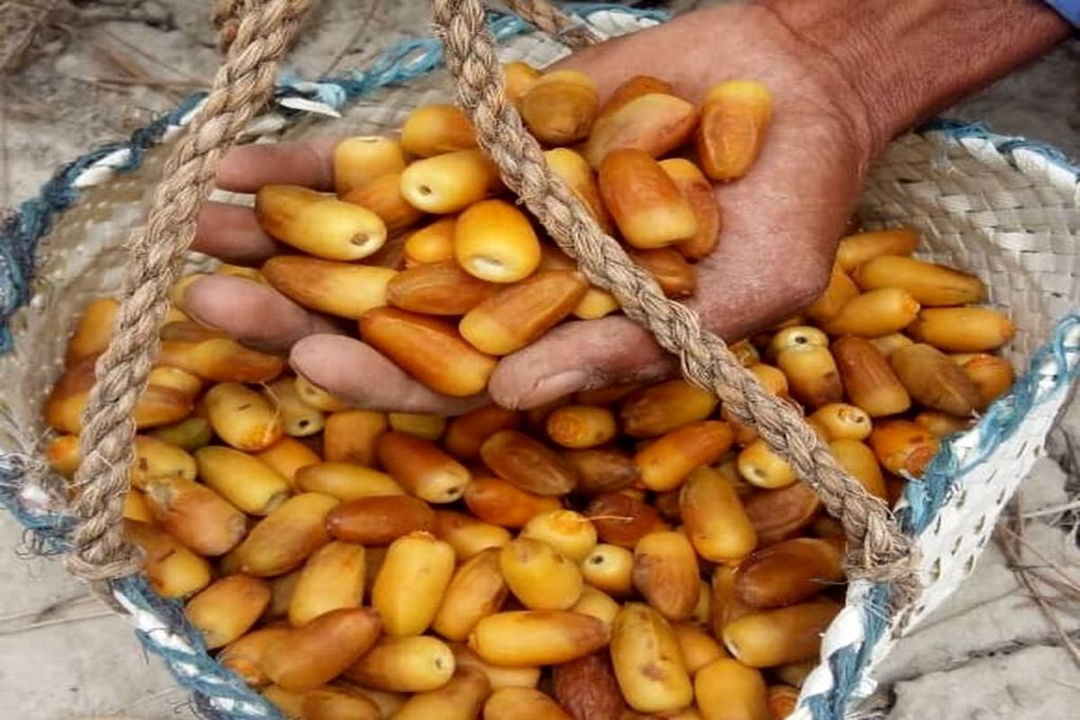 رطب آل مهتری