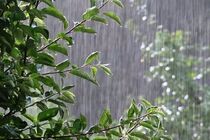 آسمان خراسان‌ رضوی بارانی می‌ شود