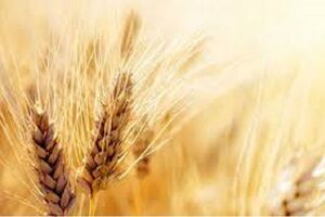 پیش‌بینی خرید تضمینی ۱۵۰۰ تن گندم در جلفا