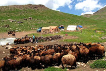  عشایر سنگر تولید را خالی نمی‌گذارند