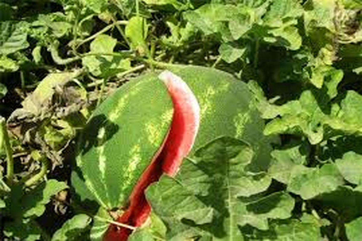 برداشت هندوانه