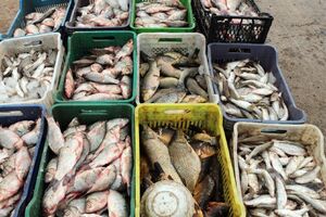 بیش از ۱۸۶ هزار تن آبزیان در سال گذشته صادر شده است