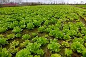 کشت 168 هکتاری کاهو در بهشهر